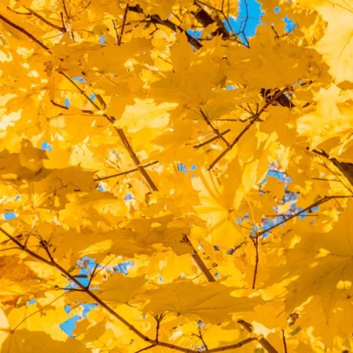 Feuillage d'érable doré en automne Feuilles d'érable dorées éclairées par le soleil sur fond de ciel bleu